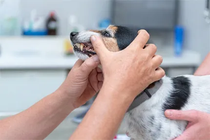 犬と猫の歯医者さんimage