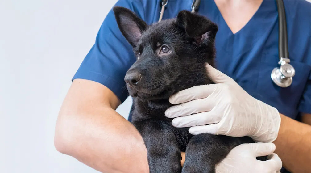 犬の健康チェックimage