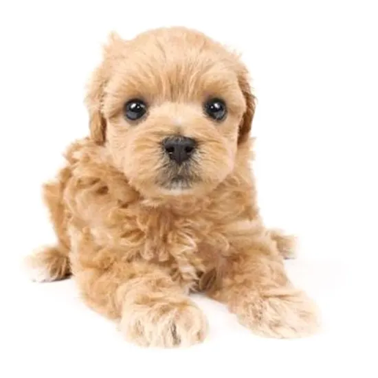 犬